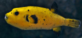 Guineafowl Puffer