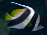 Penant Coralfish