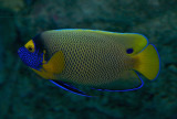 Blueface Angelfish / Pomacanthus xanthometopon