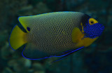 Blueface Angelfish / Pomacanthus xanthometopon