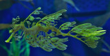 Leafy Seadragon