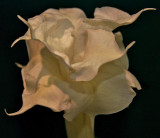 Angel Trumpet