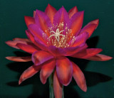 Cactus flower (Epiphyllum)