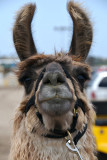 Llama