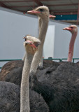 Ostrich