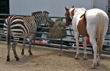 A Zebra and a Paint