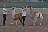 Llamas and Handlers