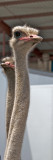 Ostrich