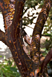 Manzanilla