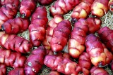 Oca, lost crop of the Incas