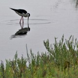 Black Necked Stilt foraging