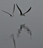 Black Skimmers in flight