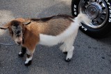 A pet goat at the car show?