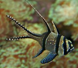 Banggai Cardinalfish