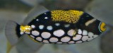 Clown triggerfish (small, young)