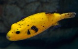 Guineafowl puffer