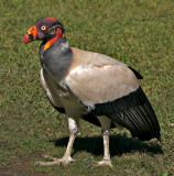 King Vulture