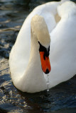 Spitting Swan