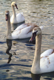 Three Swans A-Swimming