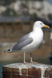 Standing Seagull