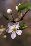 Small White Flower