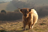 Temple Ewell Cow