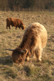 Two Cattle Grazing