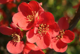 Red Blossoms