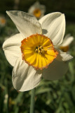 Daffodil Full Frontal