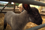 Black Lamb in Profile