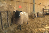 Hay, its Sheep