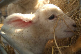 Little Lamb Eating Hay