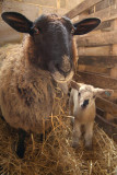 Mother and Son Sheep