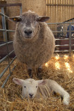 Mother Sheep and Baby Lamb