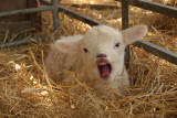 See the Lambs at Broadlees Farm