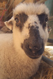 Skinny-Faced Lamb