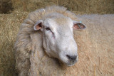 Straw-Covered Sheep
