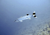 Barracuda