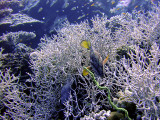 Coral Trout and Staghorn Coral