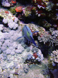 Feeding Parrot Fish