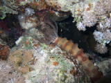 Feeding Sea Cucumber