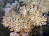 Hard Coral is Home to Little Fishies