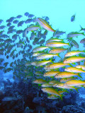 Posse of Yellow Tailed Snapper