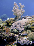 Soft Coral