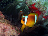 Clown Fish