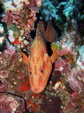 Coral Trout