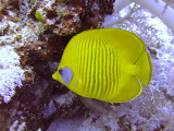 Yellow Butterfly Fish