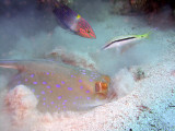 Feeding Ray plus Catfish and Wrasse