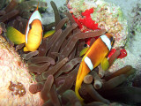 Clown Fish Pair