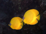 Two Butter Fish